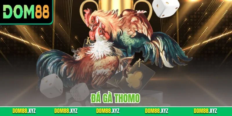 Đá gà Thomo
