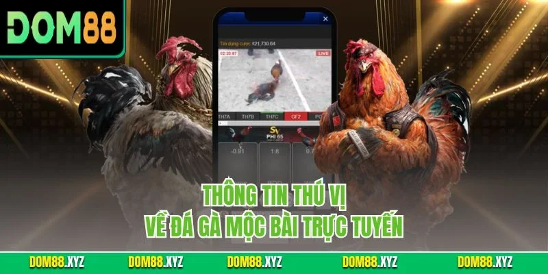 Thông tin thú vị về đá gà Mộc Bài trực tuyến