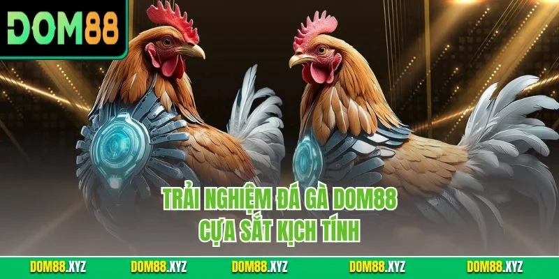 Trải nghiệm đá gà DOM88 cựa sắt kịch tính
