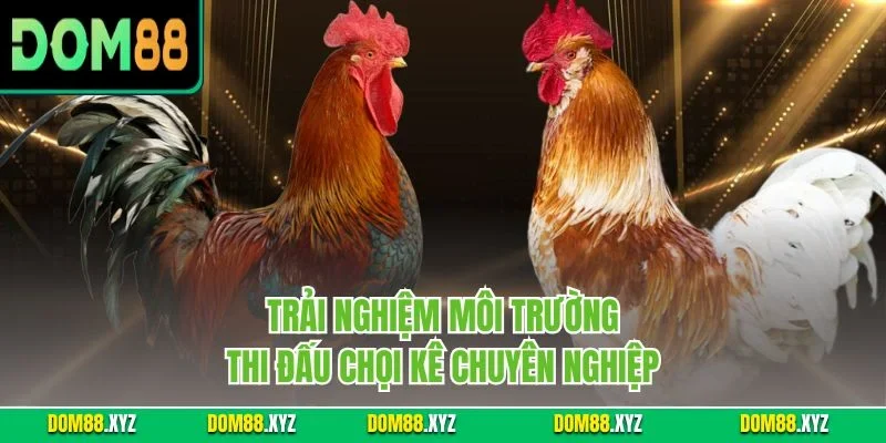 Trải nghiệm môi trường thi đấu chọi kê chuyên nghiệp