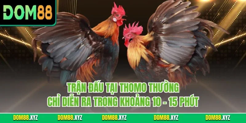 Trận đấu tại Thomo thường chỉ diễn ra trong khoảng 10 - 15 phút